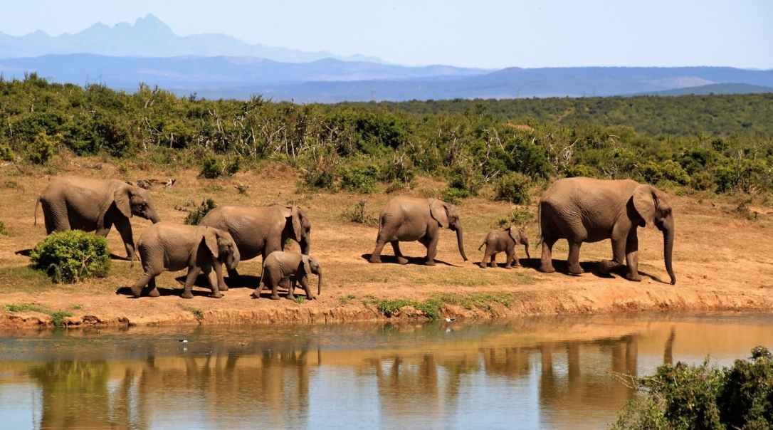 elephant-herd-of-elephants-african-bush-elephant-africa-59989.jpeg